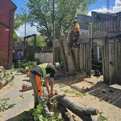EMERGENCY TREE SERVICES, View more