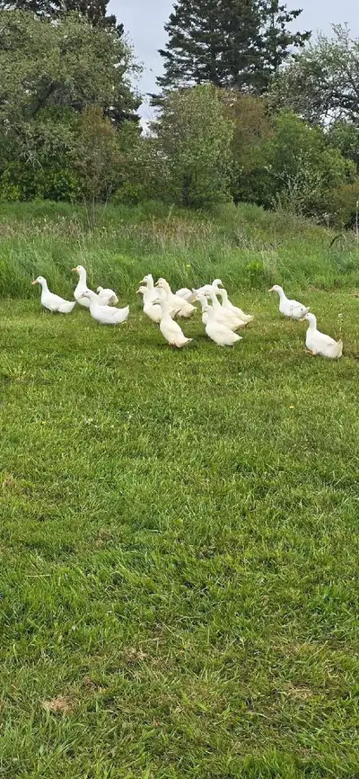 Jumbo Pekin Ducks, View more