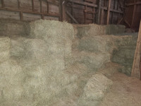 Square bale and round bale hay and haylage for sale.