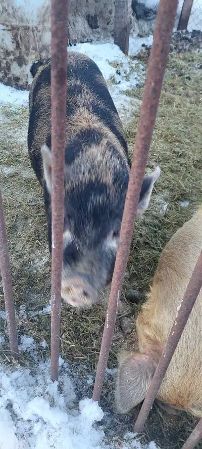 kunekune cross gilts 7 months old, View more
