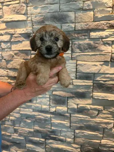 Whoodle puppies for sale, View more
