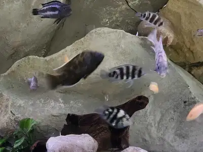 African cichlids , View more
