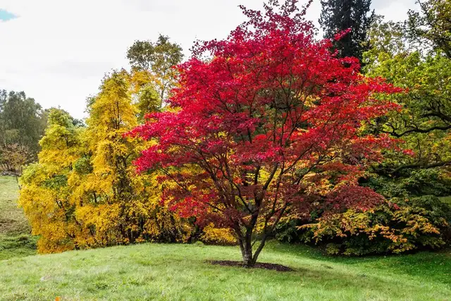 TREE CARE SERVICES,  TREE REMOVAL, PRUNING (416) 206-1460 in Lawn, Tree Maintenance & Eavestrough in City of Toronto - Image 11