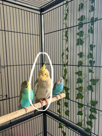 Cockatiel (Fully Tamed), View more