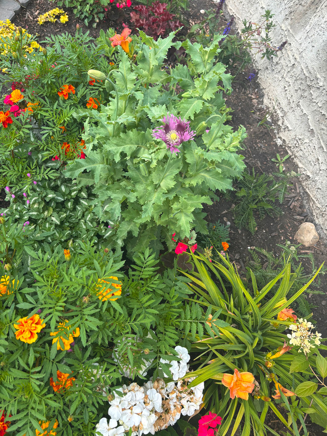 Indoor / outdoor plants in Plants, Fertilizer & Soil in Calgary - Image 2