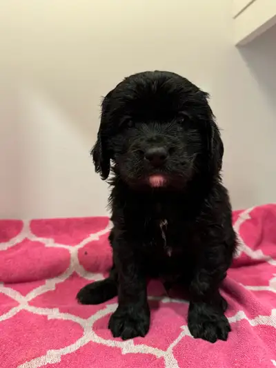 Cavapoo Puppies, View more