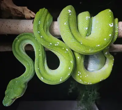 Aru Female GTP, View more