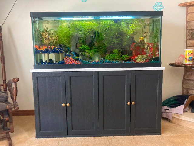 BRAND NEW 75 Gallon Fish Tank in Fish for Rehoming in Belleville
