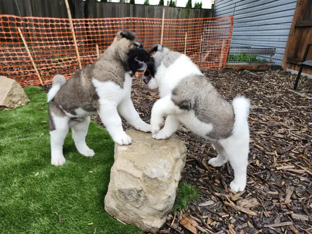 Purebred Akita Puppies in Dogs & Puppies for Rehoming in Windsor Region - Image 9