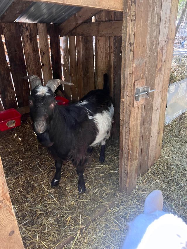 Goats- lamancha, Nigerian dwarf, and two half and half babies in Livestock in Belleville - Image 4