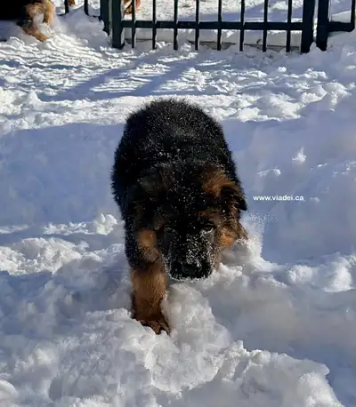 We are a Top German Shepherd breeding program in the Greater Montreal Region, in Quebec. We ship acr...