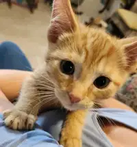 Jeunes chatons pour adoption 