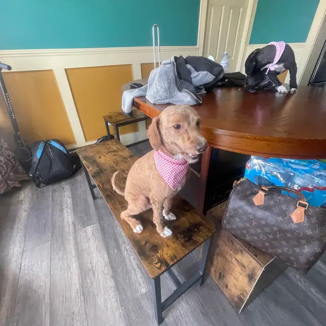 1-Year-Old Male & Female Toy Poodles  in Dogs & Puppies for Rehoming in Fort McMurray - Image 11