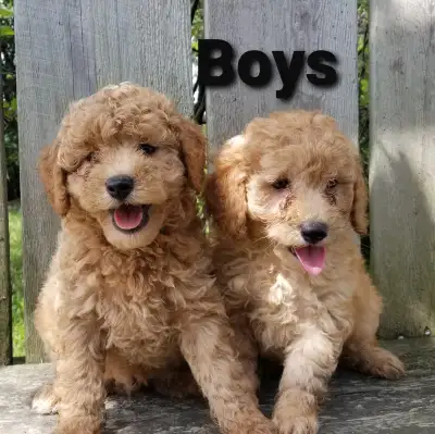 Mini Goldendoodle Puppies, View more