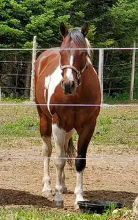 APHA Registered Tobiano Age 14 15.2 hh