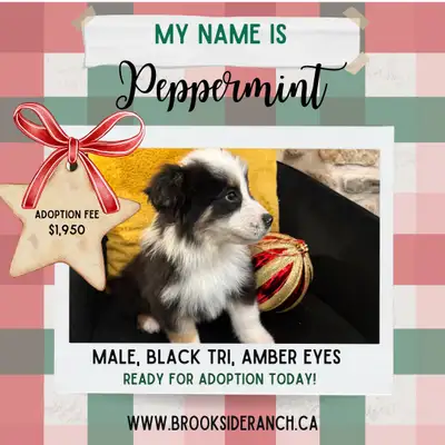 ONLY 2 LEFT!  Australian Shepherd Pups Ready for Adoption!, View more