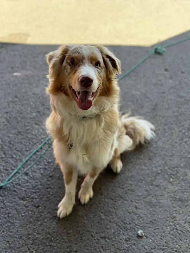 chien a vendre  in Other in Rimouski / Bas-St-Laurent - Image 2