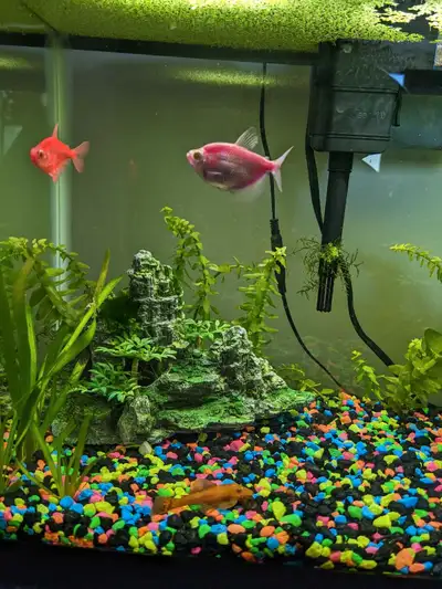 Glo Fish for Sale, Voir plus