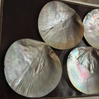 Shell Pkg "G" 4 Pieces antique jeweler grade mother of pearl