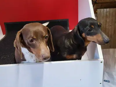 ADULT MALE AND FEMALE DACHSHUND FOR SALE 