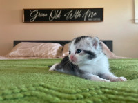 American Shorthair two available