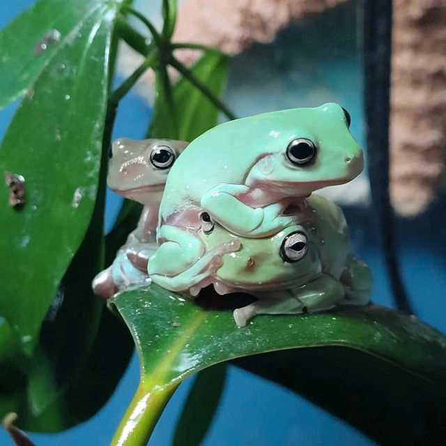 Whites tree frogs and red-eye tree frogs check out our list in Reptiles & Amphibians for Rehoming in Peterborough