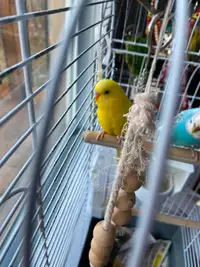 Budgies . Two females and three males