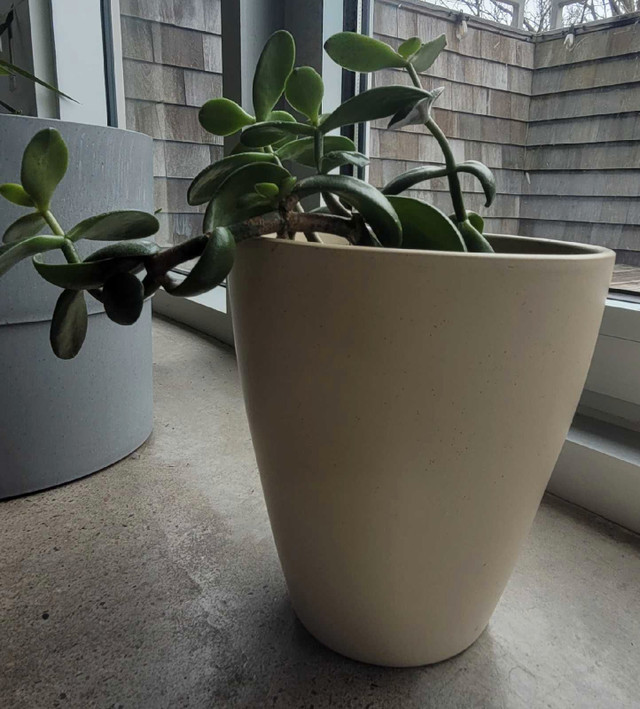 Two Jade plants 11" x 10" in one ivory ceramic pot 7.25" x 7" in Other in City of Halifax - Image 4