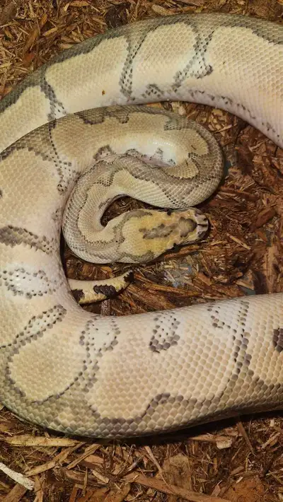 PB Redstripe Fire Clown Het Hypo, View more