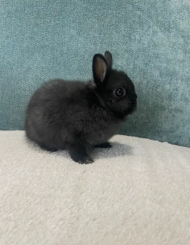 Teeny Tiny Netherland Dwarf Babies in Small Animals for Rehoming in Delta/Surrey/Langley - Image 5
