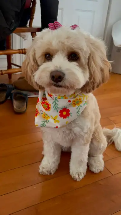 Cockapoo For Sale, View more