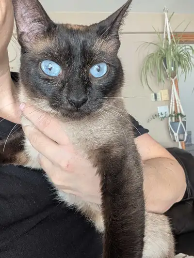 siamois femelle , View more