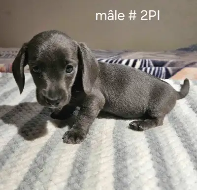 **VENDU**chiot Teckel miniature dachshund, View more