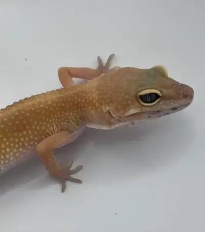 blood emerine tangerine tornado leopard gecko, View more