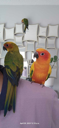 Sunconure baby for sale 8 weeks old