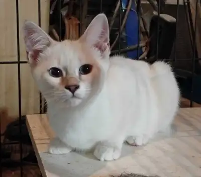 chatons Ragdoll Snowshoes , View more