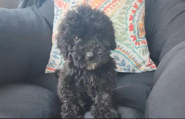 Prêts a partir *Whoodle Mini in Dogs & Puppies for Rehoming in West Island - Image 11