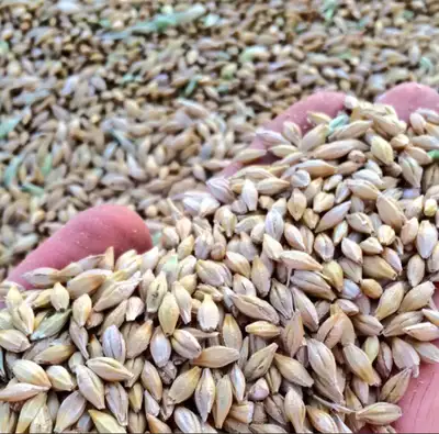 CDC Fraser 2 row malt barley CDC Fraser is a 2 row malt variety with high yield and promising malt a...