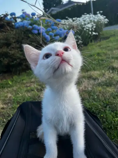 cuddly & sweet kitten looking for the best home, View more