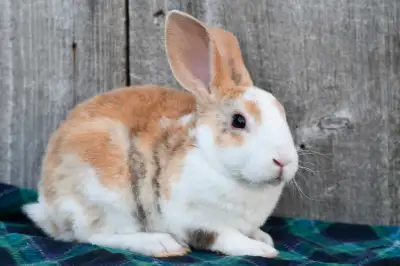 Mini Rex Bunnies , View more
