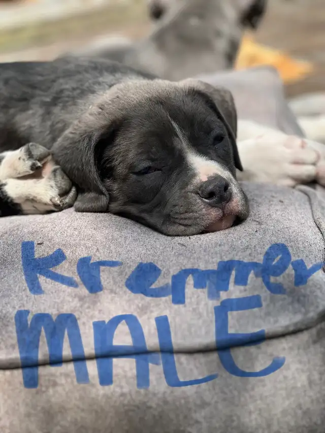 Grey pups in Dogs & Puppies for Rehoming in Strathcona County - Image 7