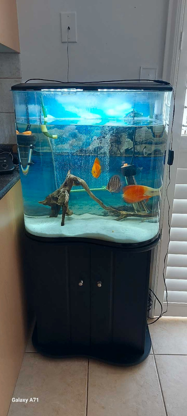 Fish tank 40-50 gallon and Two Discus   in Fish for Rehoming in Oakville / Halton Region