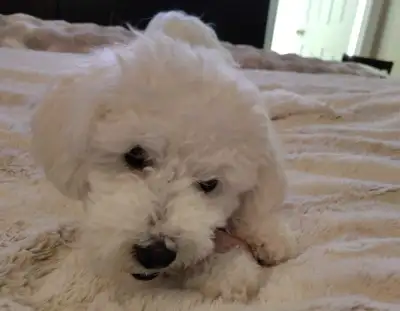 Adorable Female Bichon Poodle Puppy - White with Apricot Ears, View more
