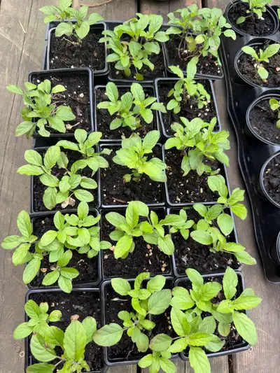 Tulsi plant  $5, View more