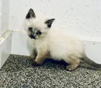Adorable Siamese/himalayan cross kitten 