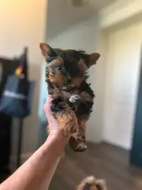 Chiot yorkshire terrier