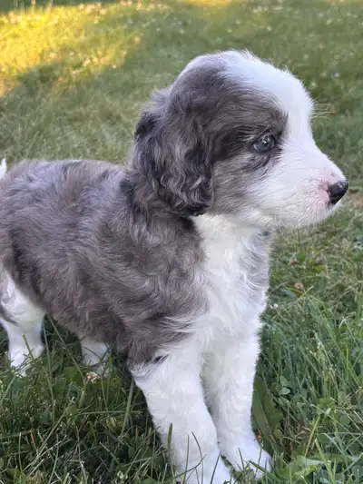 Aussiedoodle x Springerdoodle Puppies, View more