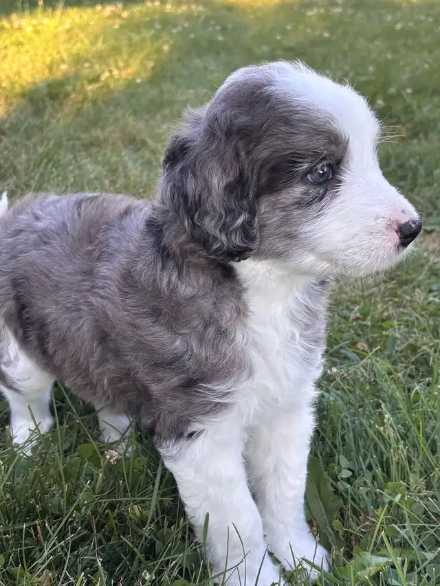 Aussie Springer Doodle Puppies in Dogs & Puppies for Rehoming in Oakville / Halton Region - Image 2