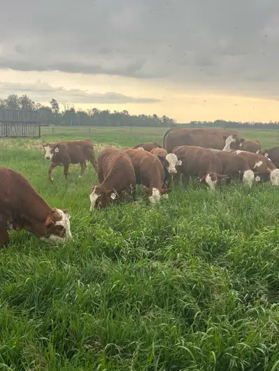 Looking for land in RM of beaver river 622, RM of meadow lake 588 and RM of loon lake 561.