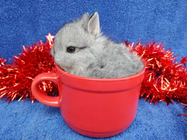 EXTRAORDINARY VIENNA-MARKED HARLEQUIN HOLLAND LOP MALE BUNNY in Small Animals for Rehoming in City of Toronto - Image 7